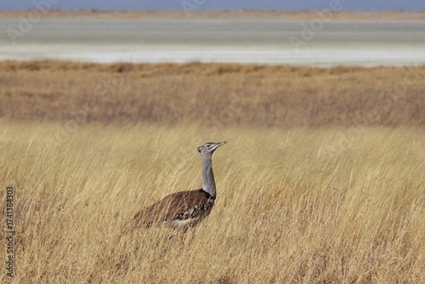 Obraz Kori Bustard in the Wind