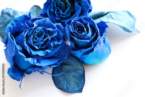 Obraz Greeting card mockup with blue roses on a white background
