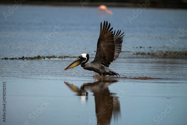 Obraz great white pelican