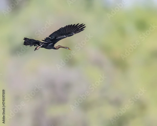 Fototapeta A Oriental Darter
