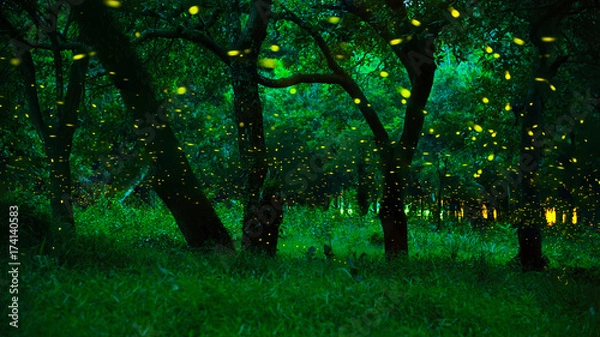 Fototapeta Świetlik latający w lesie. Motyle w buszu w nocy w prowincji Prachinburi w Tajlandii. Zdjęcie z długiej ekspozycji. Las w bajce. Magiczny las bajki