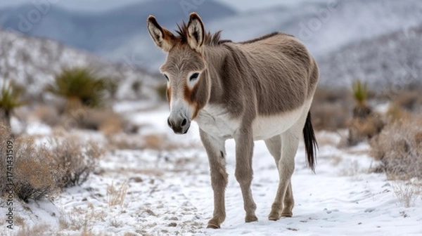 Fototapeta Wild burro roaming in the snow-covered desert during winter. 
