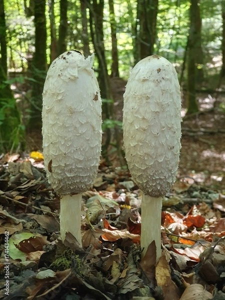 Obraz Pair of Coprinus comatus fungus in a forest