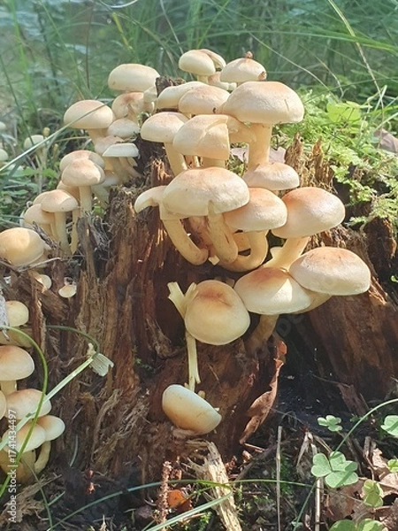 Obraz Group Hypholoma fungus growing on dead wood in a forest