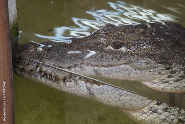 Obraz Morelet's crocodile