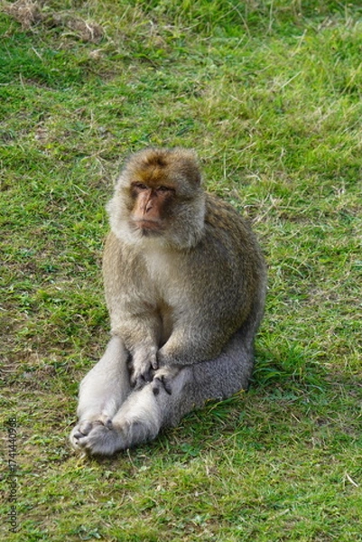 Obraz Barbary macaque