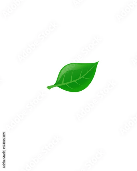 Obraz green leaf isolated on white background