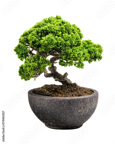Fototapeta A mini bonsai tree with an emerald-green canopy and twisted trunk in a charcoal ceramic pot, isolated on transparent background.
