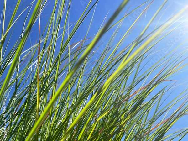 Fototapeta Thin, long green petals of a lush, ornamental herbaceous bush against a clear blue sky and sunbeams in the upper right corner of the photograph. Close-up, viewed from below. Ornamental plant.