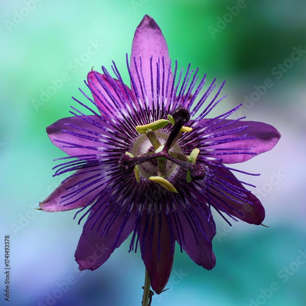 Obraz RETRATO DE FLOR PASSIFLORA VIOLACEA