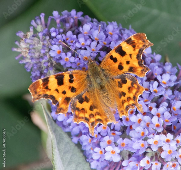 Obraz butterfly on flower
