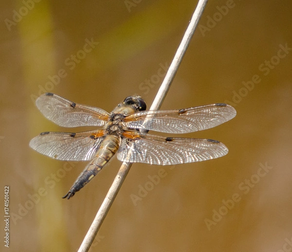 Obraz dragonfly close up