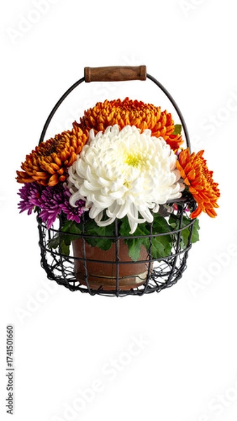 Fototapeta A wire basket holds a vibrant bouquet of chrysanthemums in shades of orange, white, and purple.  A wooden handle tops the basket
