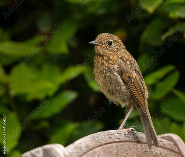 Obraz Juvenile robin