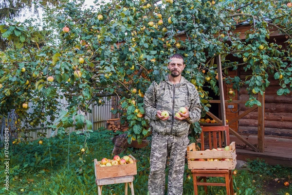 Fototapeta Russia. The life of ordinary people. A European man picks apples from an apple tree.