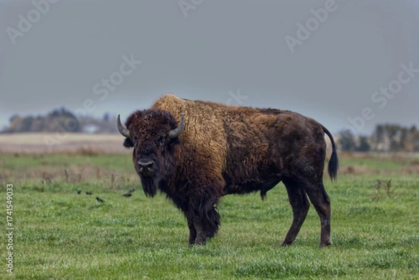 Fototapeta Bison broadside view