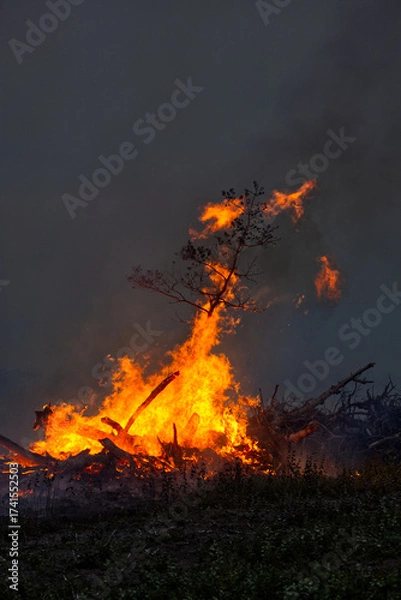 Fototapeta fire in the forest