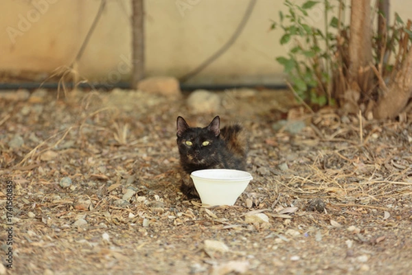 Fototapeta Cute young homeless cat in the park sits next to plastic bowl
