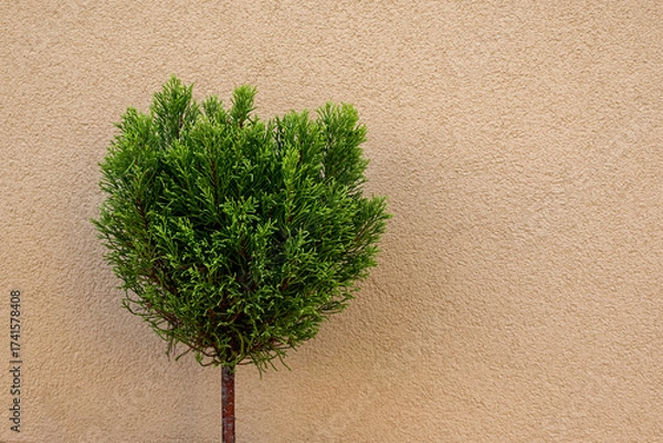 Fototapeta Small green tree against beige wall
Minimalist photo of a green ornamental bush on a textured beige wall background.
