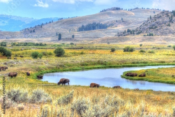 Obraz American Bison Grazing in Fall at Yellowstone National Park. Buffalo in Pasture.