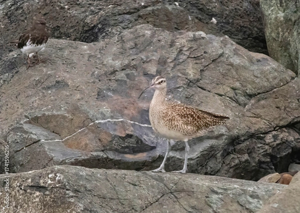 Obraz Whimbrel
