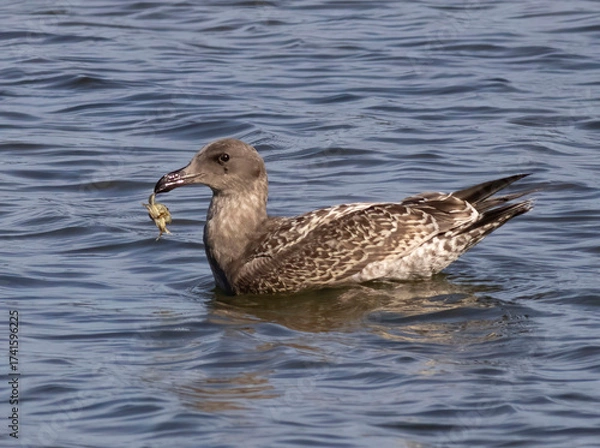 Obraz Sea gull with crab