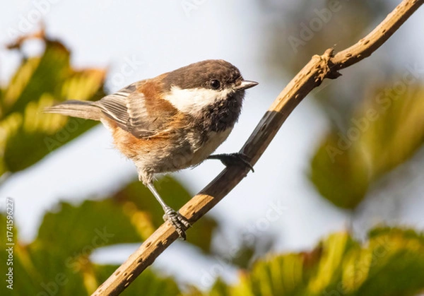 Obraz Chickadee