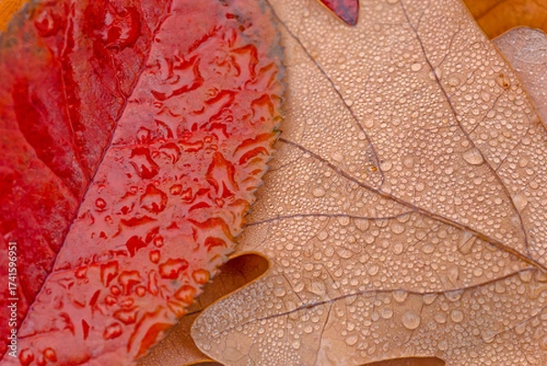 Fototapeta autumnal  leaves covered with rain drops on ground in park at november