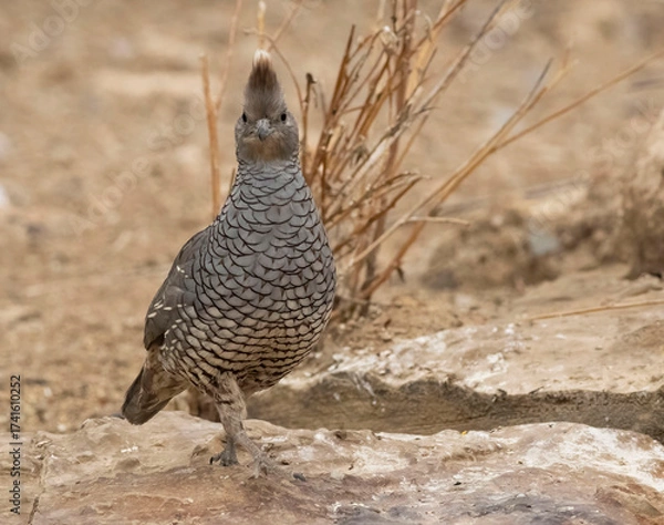 Obraz Quail