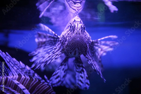 Fototapeta Lionfish (dendrochirus zebra), fish in an aquarium
