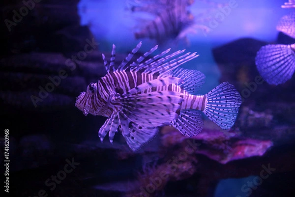Fototapeta Lionfish (dendrochirus zebra), fish in an aquarium
