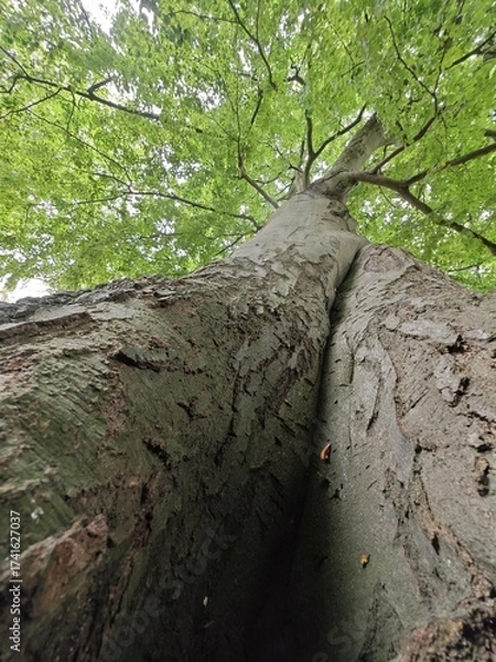 Obraz Buche mit geteiltem Stamm