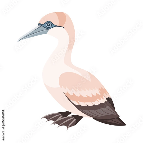 Fototapeta Gannet seabird isolated on white background. Fauna. Illustration.