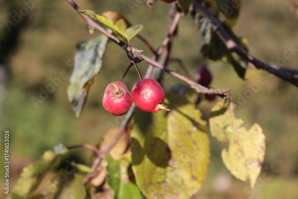 Fototapeta Red small apples on a branch of an ornamental apple tree against the blue sky. Sunny autumn day.