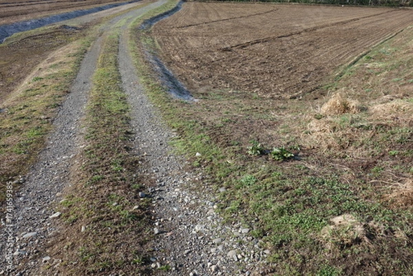 Fototapeta 春の地面のテクスチャ