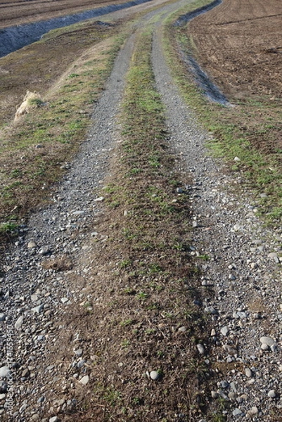 Fototapeta 春の地面のテクスチャ