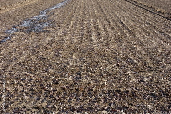 Fototapeta 春の地面のテクスチャ