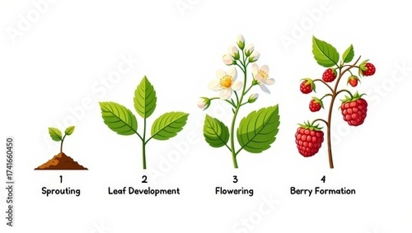 Fototapeta Four-stage illustration of strawberry plant growth: sprouting seed, leaf development, flowering, and berry formation — a clear, educational visual guide to fruit maturation.