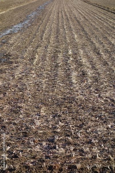 Fototapeta 春の地面のテクスチャ