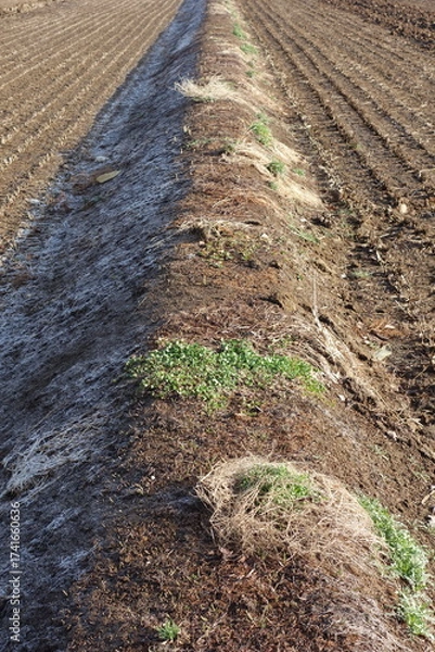 Fototapeta 春の地面のテクスチャ