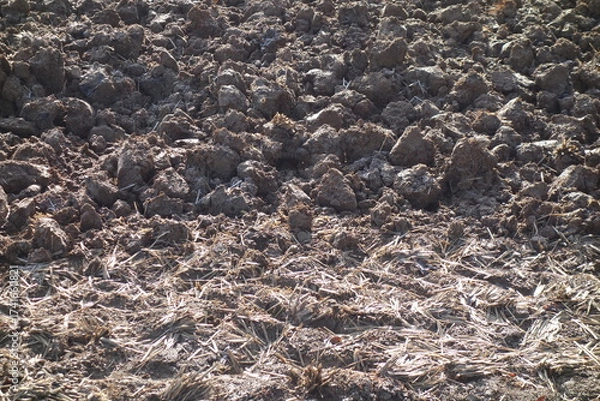 Fototapeta 春の地面のテクスチャ