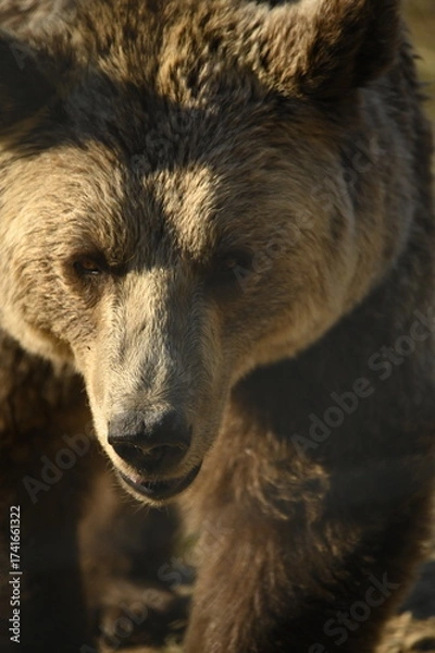 Obraz brown bear close up