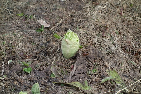Fototapeta 春のフキノトウ