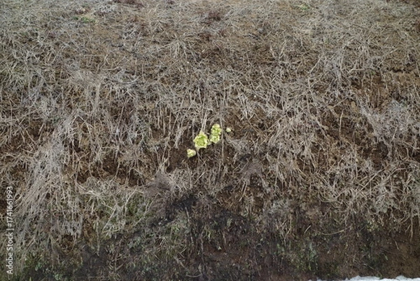 Fototapeta 春のフキノトウ