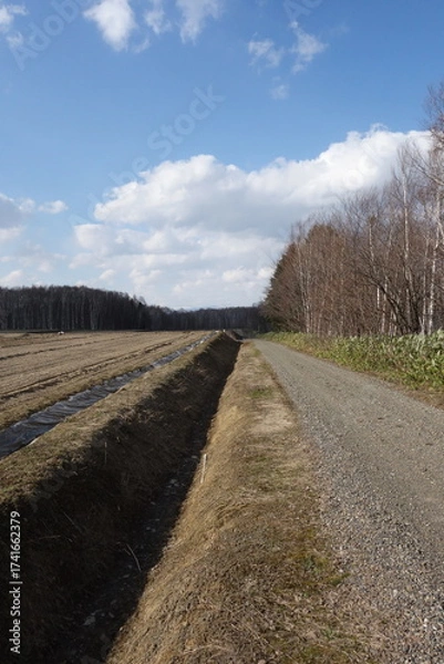 Fototapeta 春の森のテクスチャ