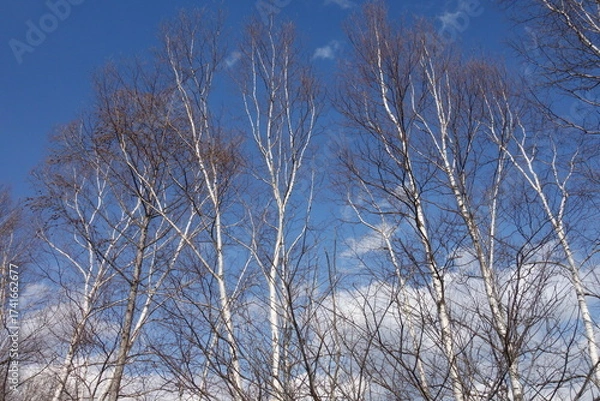 Fototapeta 春の森のテクスチャ