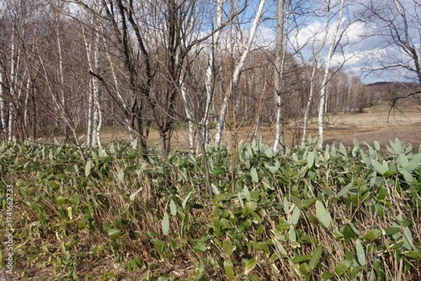 Fototapeta 春の森のテクスチャ