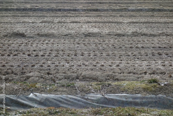 Fototapeta 春の地面のテクスチャ