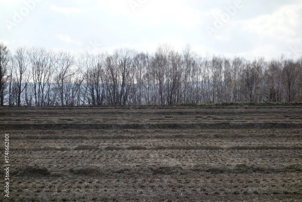 Fototapeta 春の森のテクスチャ