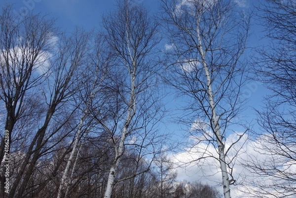 Fototapeta 春の森のテクスチャ